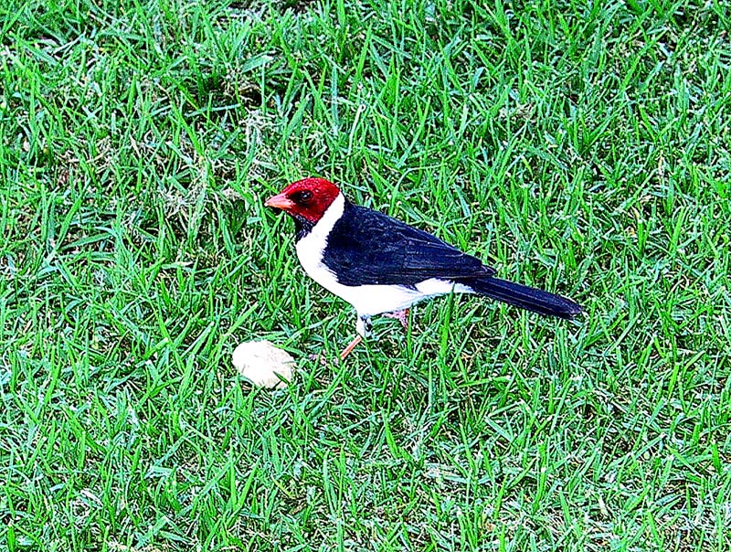 animal brazil cardinal