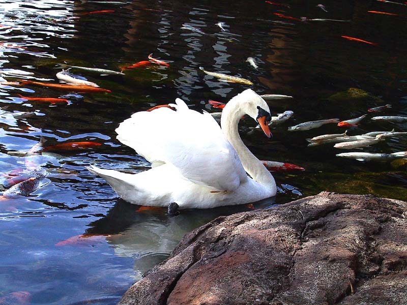 animal swan koi