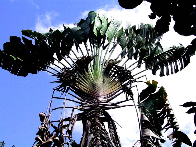 botanic candelabra palm