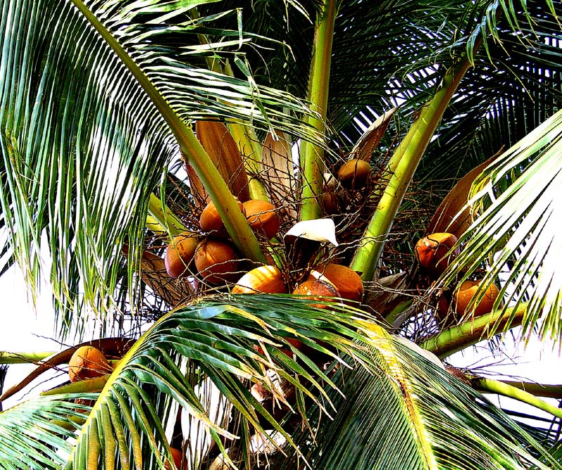 botanic coconuts