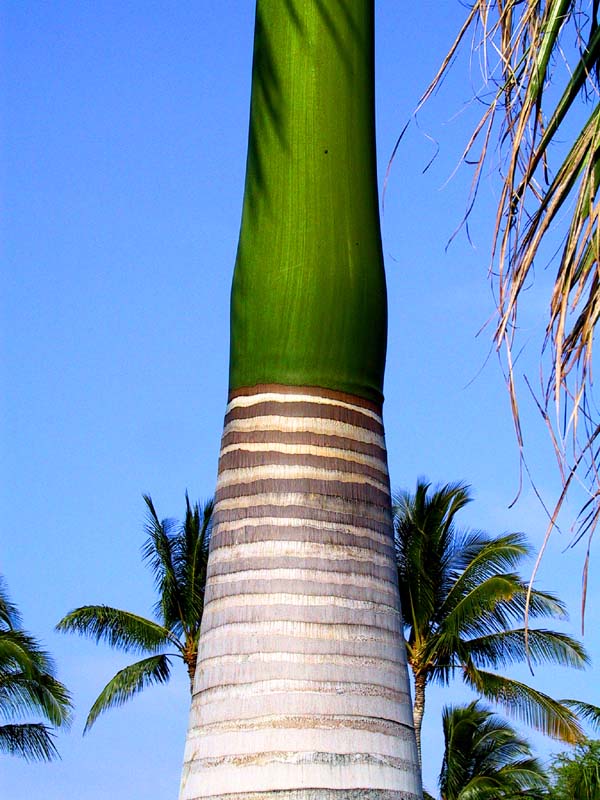 botanic palm striations