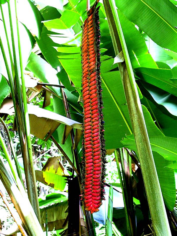 botanic red corn