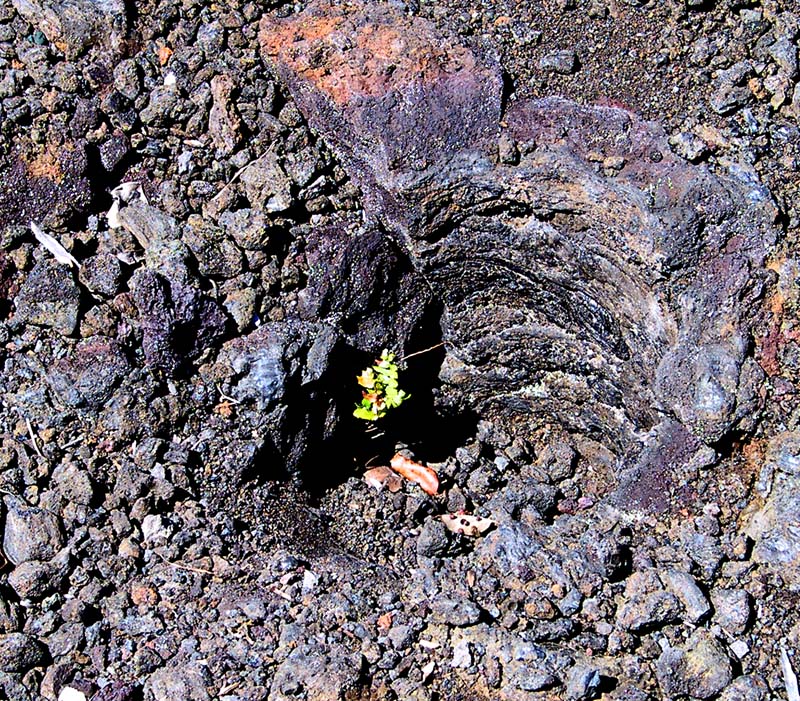 volcano tree hole regrowth