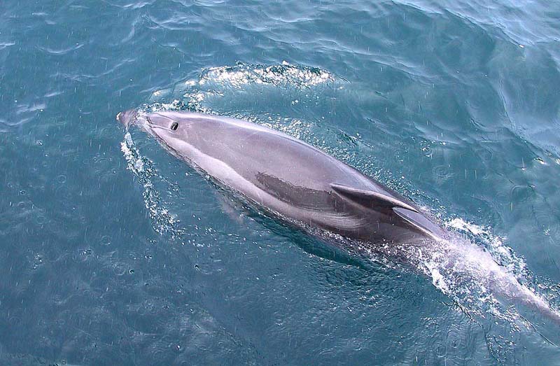 Dolphin1