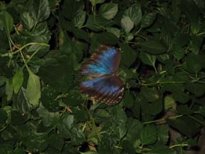 A lovely blue butterfly with wings fully open