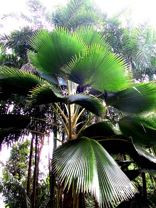 botanic fan palm