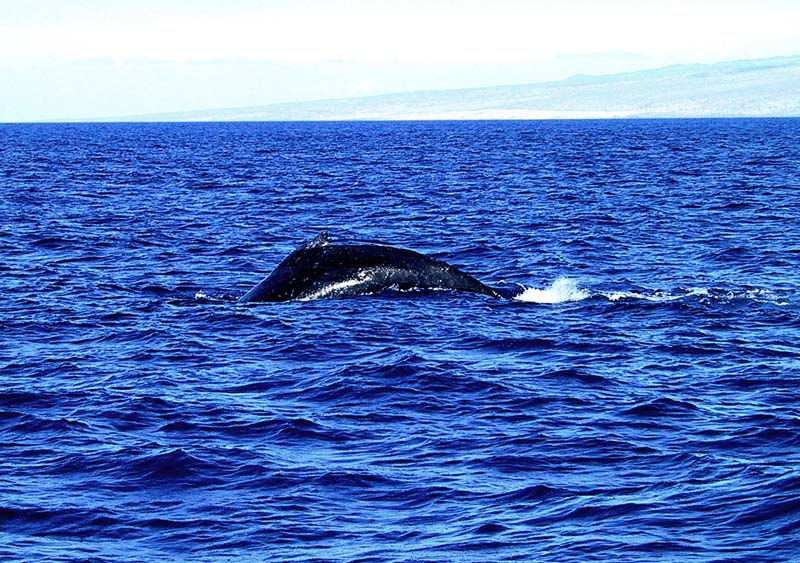 whale back