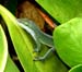 animal lizard leaf