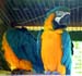 animal parrot