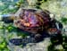 animal turtle