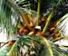 botanic coconuts