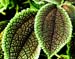 botanic leaf texture