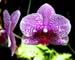 botanic orchid 1