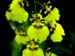 botanic orchid 2