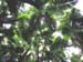 botanic palm sky