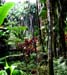 botanic rain forest closer