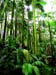 botanic rain forest vista
